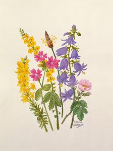Bluebells, Broom, Herb Robert and other wild flowers